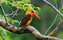 Brown Winged Kingfisher - Pelargopsis Amauroterus